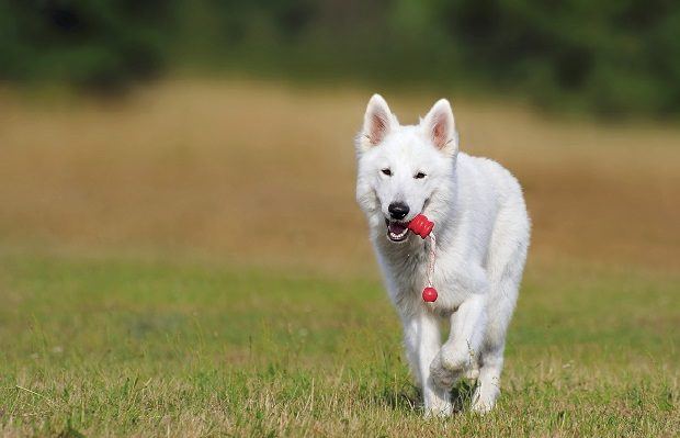swiss-shepherd-dog-354526-620×400.jpg
