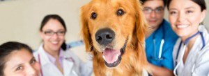 photodune-4739982-cute-dog-at-the-vet-xs-1blog-300×110.jpg