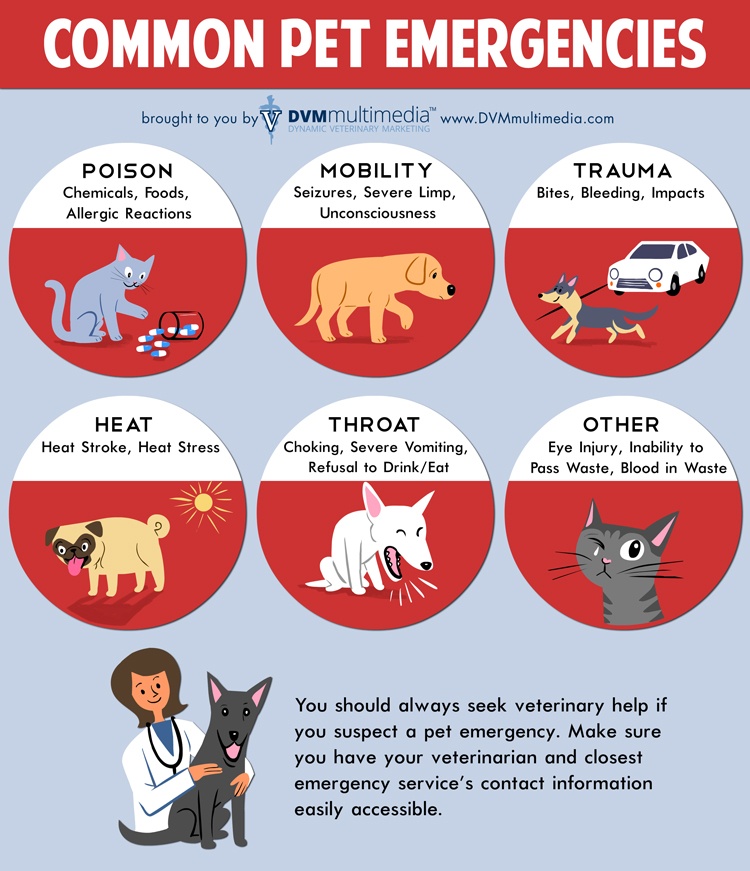 DVM-CommonEmergencies-750×871-1