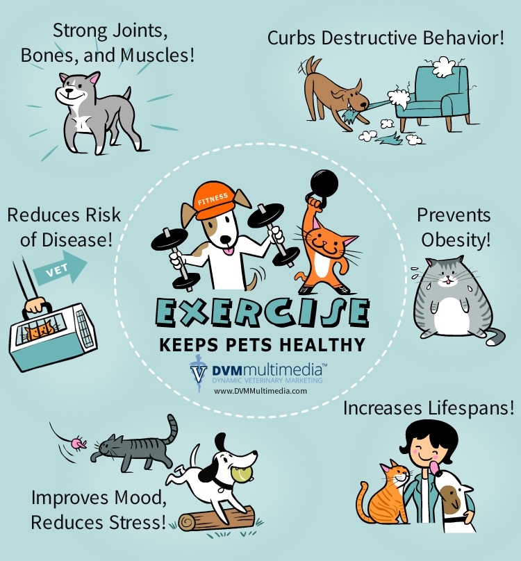 DVM-EXERCISE-750×808