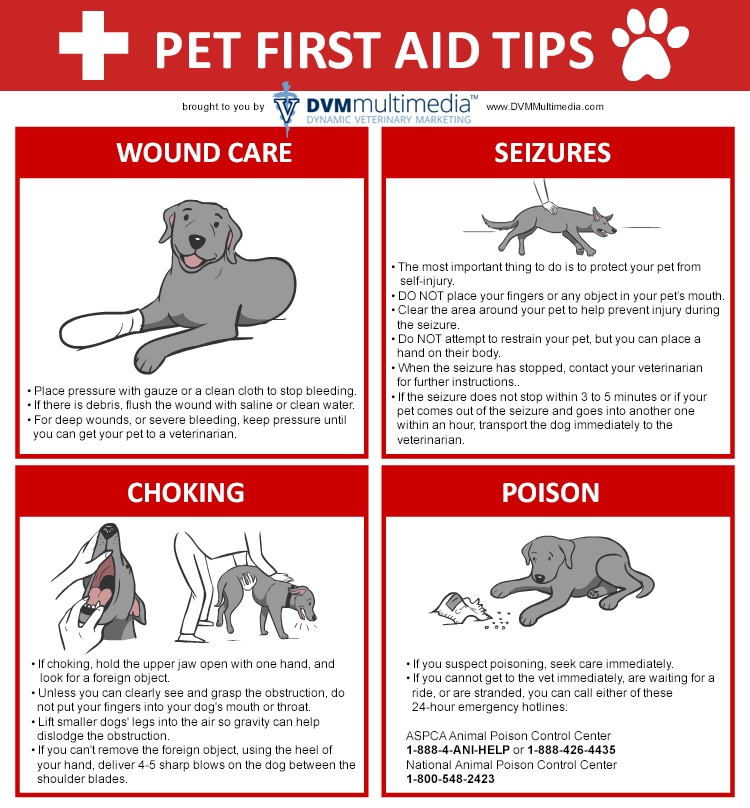 DVM-FIRSTAID-02