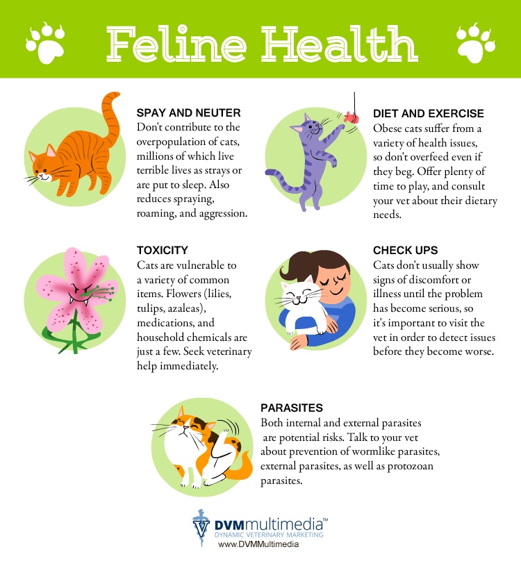 DVM-FelineHealth-750×808