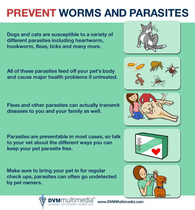 DVM-PARASITES-750×808