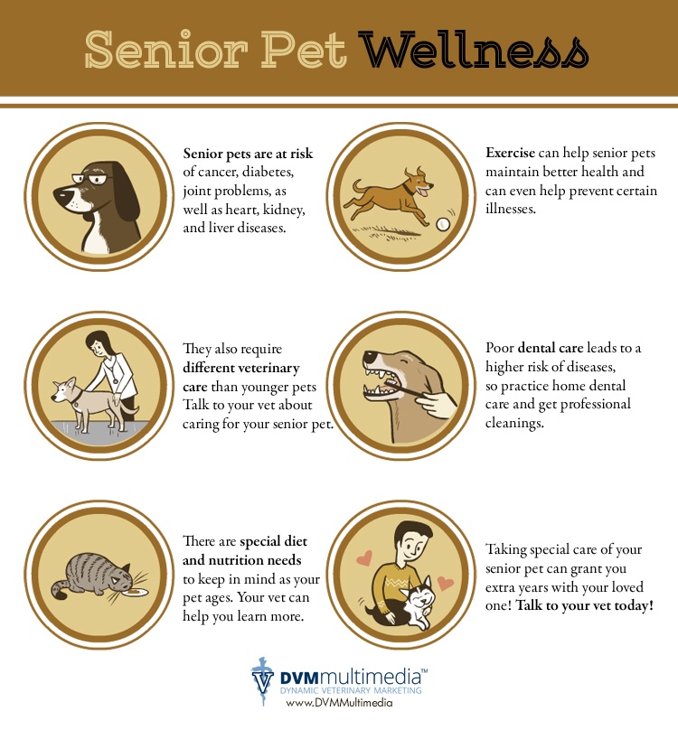 DVM-SENIORS-750×808