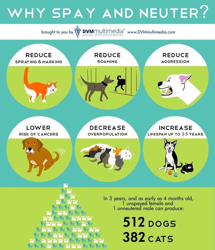 DVM-SPAYNEUTER-750×871