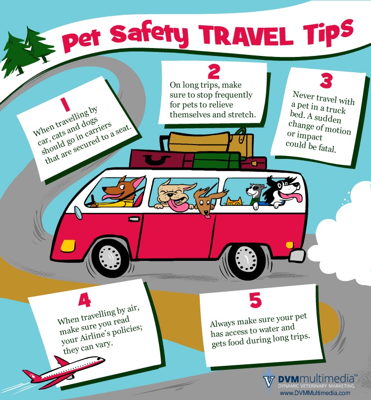 DVM-TRAVEL-750×808