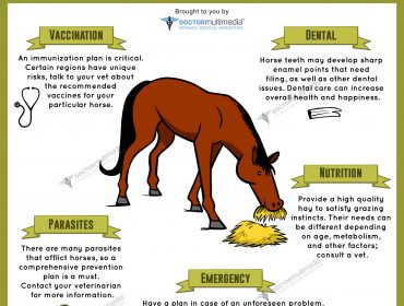 Equine